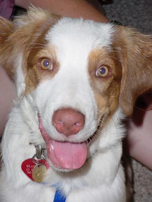 Gracie at 6 months...