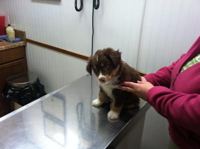 1st Vet Visit 