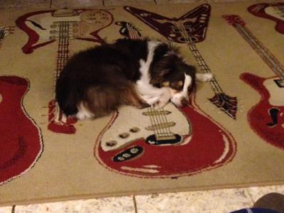 Napping on my guitar rug