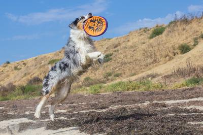 Jasper spent more time in the air than any other dog we saw there