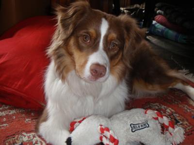 kai's christmas pic 2009