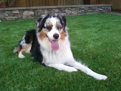 Karma relaxing in our back yard.