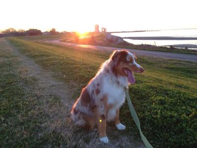 Daily sunset with my buddy!