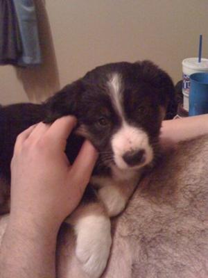 Sorry About the Chest Hair, Focus on Kodi