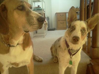 Trevor (6 years) and Lola (6 months)