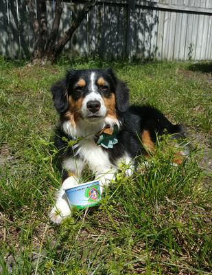 Doggie froyo on a hot day!