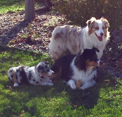 My 3 Aussies 