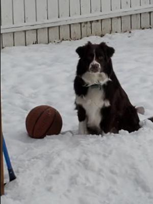 Basket ball fun in the snow