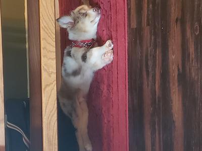 Rusty napping 12 weeks old