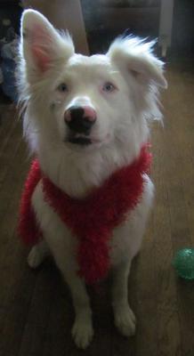 Decked out for the 4th of July