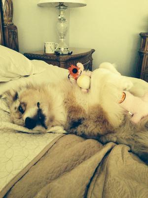 Sleeping with a favorite toy