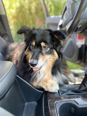 Mercy loved car rides and helping dad wash the car