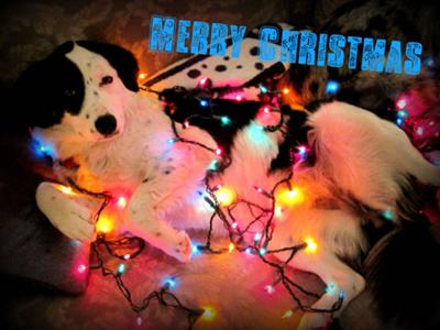 Lite up your Holidays!