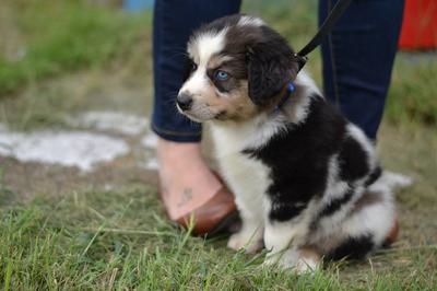 Mini Toy Australian Shepherds: 5 Essential Things!