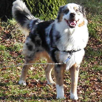 Monty smiling at us on his walk!