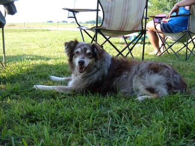 Morelli's Ruff N Reddy UD OA<br>09-29-1991 —  02-04-2008