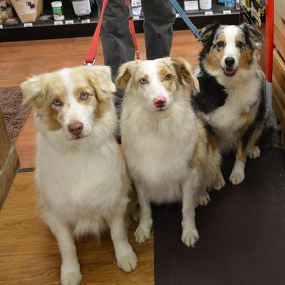 Bandit, Comet, Mysty