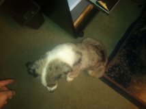 After (notice his head is more red)