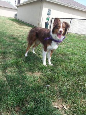 My Aussie Has A Thin Coat, What Kind Of Coat Does An Australian Shepherd Have