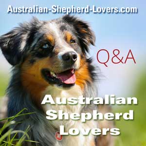 calm australian shepherd