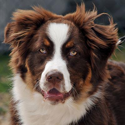 are australian shepherds good with chickens