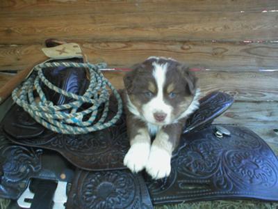 Bear's baby picture when I fell in love with him