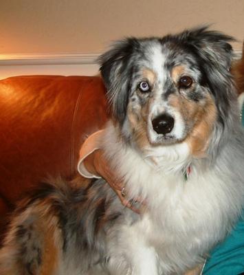 Will's Blue Buster: my best buddy