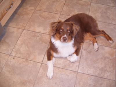 Just relaxing, watching mom cook dinner!