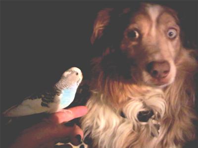 Scruffy and my bird Moose. Moose loved him and Scruffy was terrified of her. She would fly to the ground to be with him and he would run away as she chased him running on the ground, it was so funny to see