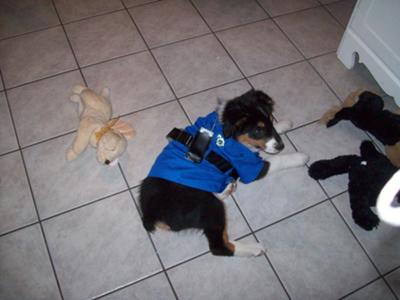 Halloween '08 he was a police and my other dog was the criminal
