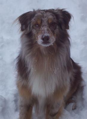 Gonzo Playing in Snow... Spokane, WA