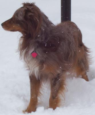 Jobi, Gonzo's Dad at Age 11!