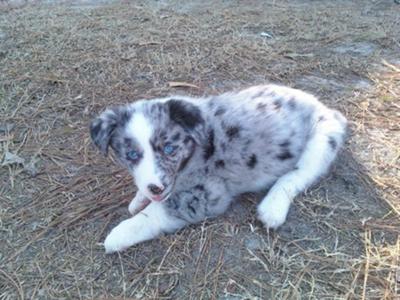 Zoey, enjoying a warm, winter day in NC