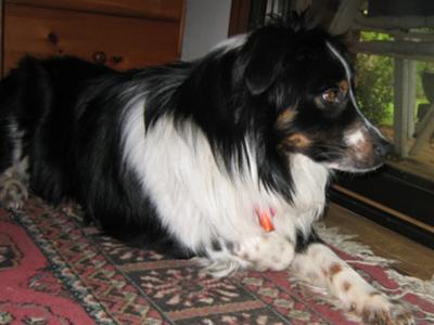 Jake checks the back yard