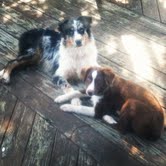 Tucker and Ginger enjoying a day in the sun!