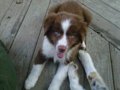 Ginger when we first brought her home