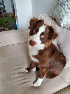 Here is a pic of Nova!