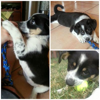 Aussie, Heeler, mutt??  I don't know.  Cute??  YES