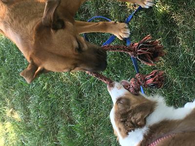 My female offering him tug toys