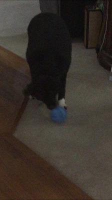 Bentley playing soccer 