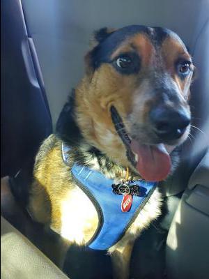 Bravey Laughing in the Car