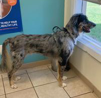 His first vet visit in July