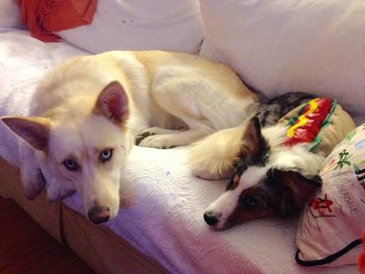 Luna (left) Sadie (right)