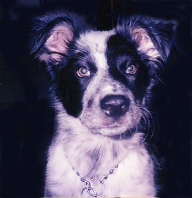 Levi as a Puppy About 5 Months Old