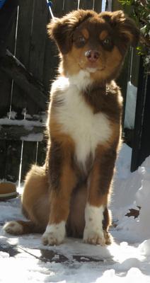 Bear's first snow day!