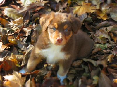 Bear experiencing Fall as a little pup!