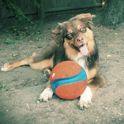Enjoying getting dirty with his favorite ball!