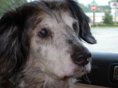 Cammie - approximately 13 yrs old