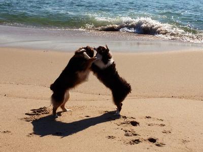 Penny and Scarlett playing on the beach!