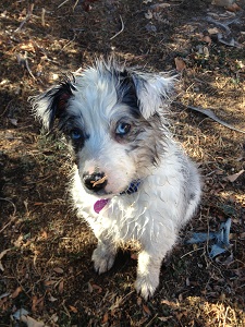 Cleaned by chasing the hose